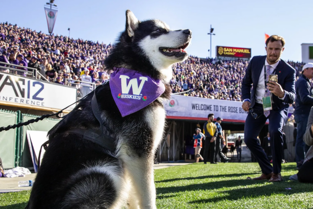 Where does the Huskies Nickname Come from in Washington Football? - Fan Arch